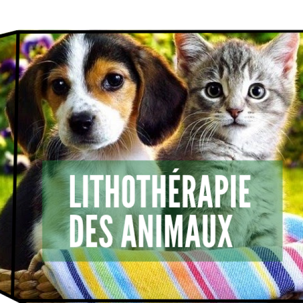 Formation lithothérapie des animaux